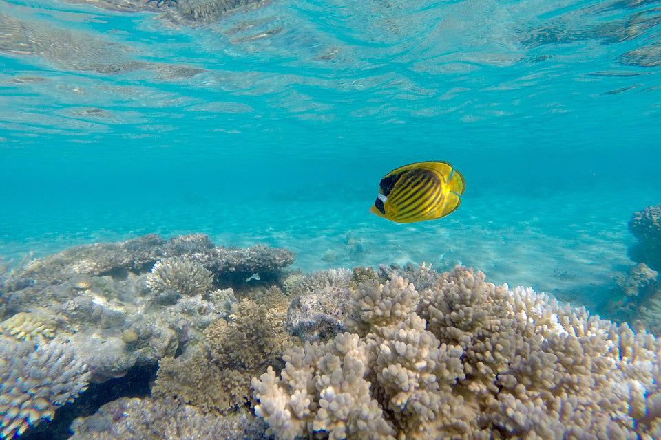 Unique Marine Life Only Can Be Seen in Hawaii