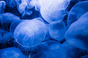 Surprising Facts about Jellyfish